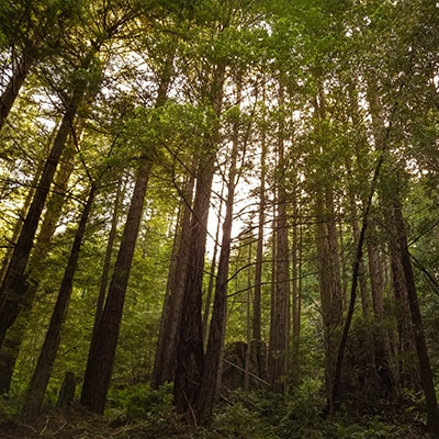 Redwood Forest im Bezirk Mendocino