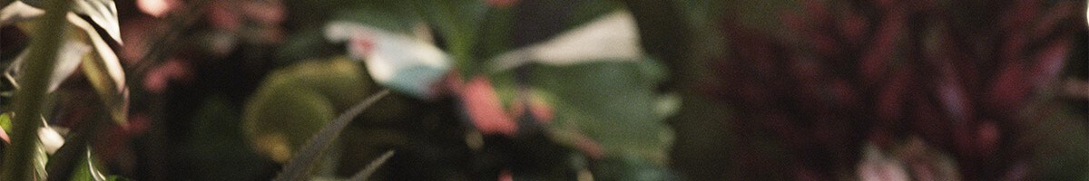 Aveda ist 100% vegan. Jetzt und für immer.