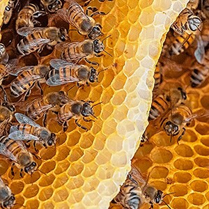 Frei von Bienenwachs