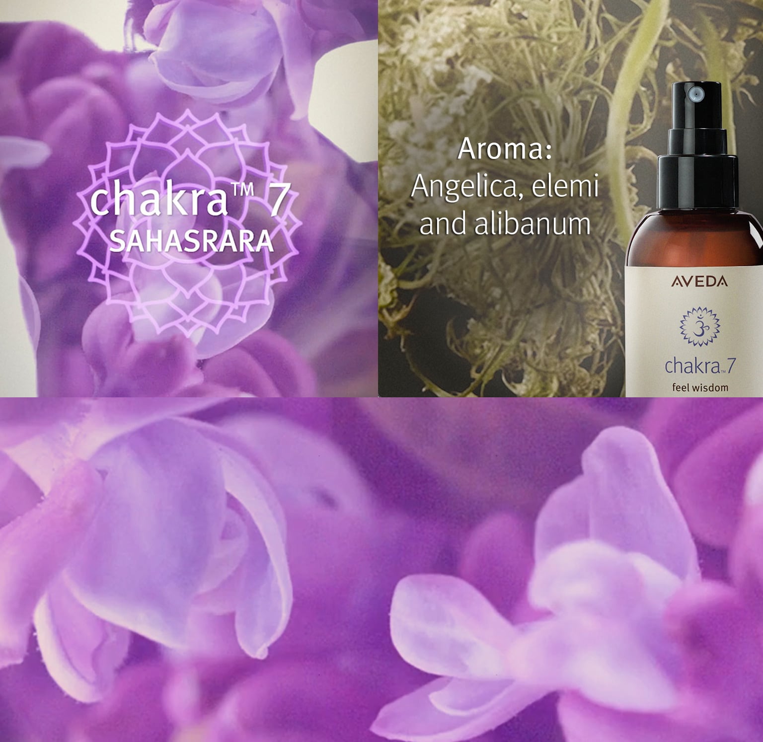 Das Aroma von Chakra 7 enthält Angelika, Elemi und Olibanum