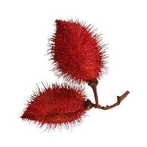 BIXA ORELLANA (ANNATTO)-SAMENEXTRAKT