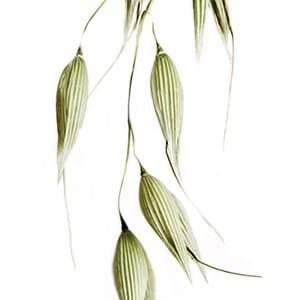 AVENA SATIVA (HAFER) KLEIE EXTRAKT 