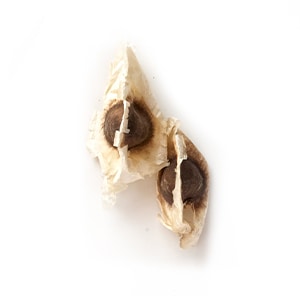MORINGA-OLEIFERA-SAMENÖL 