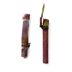 BUTYLENGLYKOL
