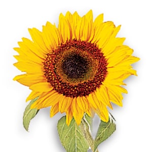 HELIANTHUS ANNUUS (SONNENBLUMENKERNÖL)