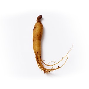 PANAX GINSENG (GINSENG) WURZELEXTRAKT