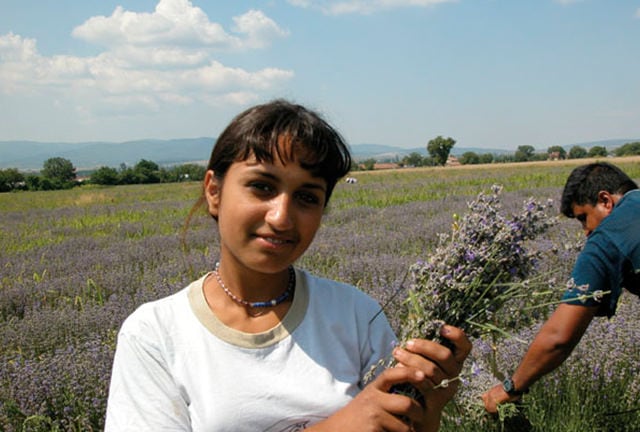 Click on video demonstrate about LAVENDER FROM BULGARIA