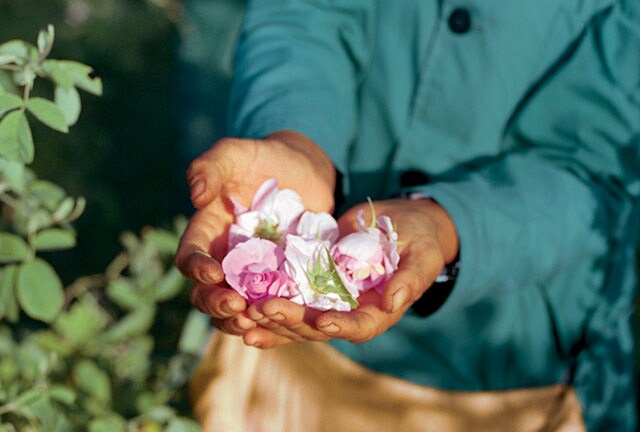 Click on video demonstrate about Rose FROM BULGARIA